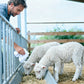Sanitizer Effervescent Tablets for Livestock Farms