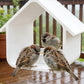Modern House-Shaped Hanging Bird Feeder